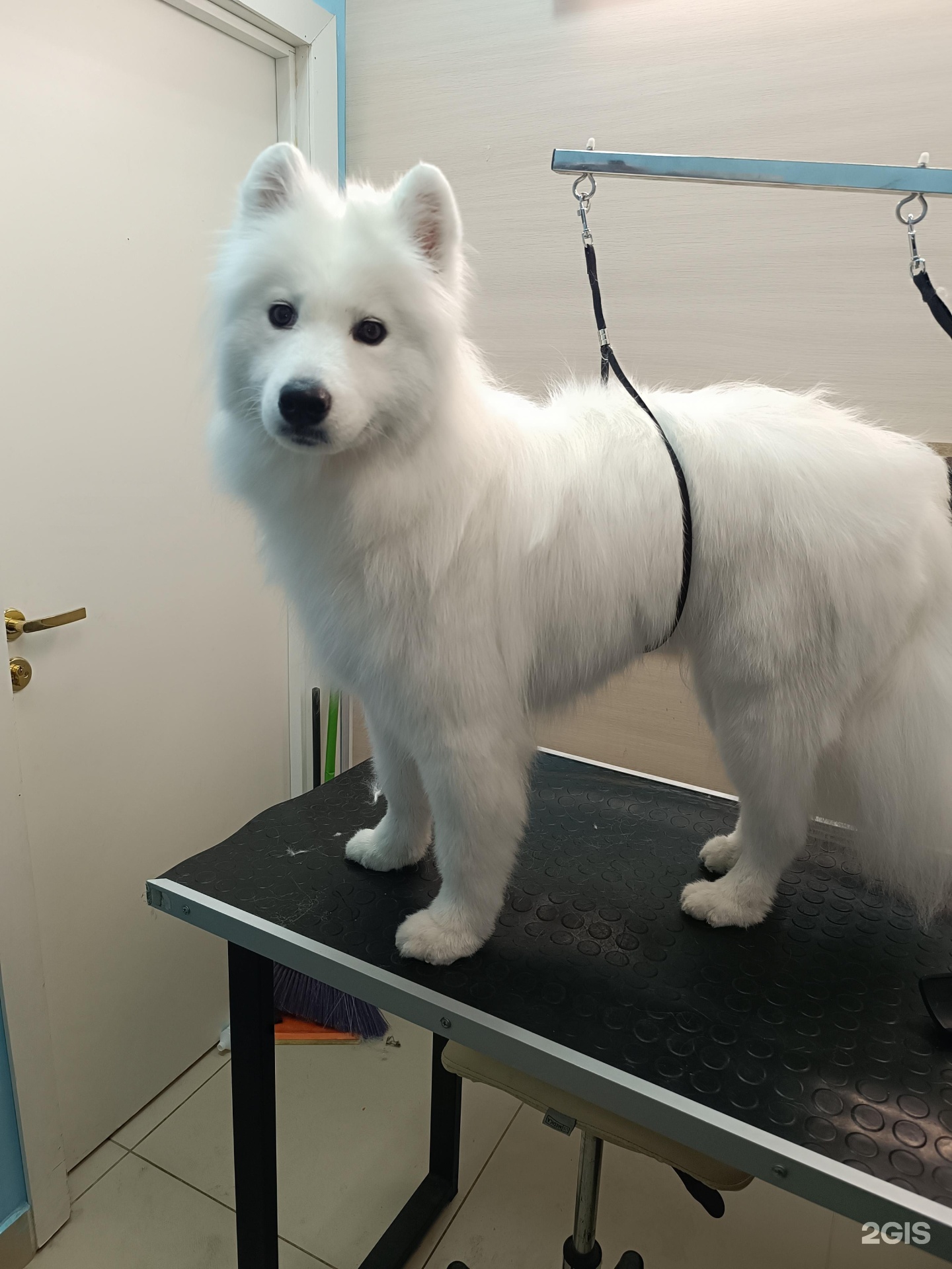 Зоолэнд, центр по оказанию услуг для животных, Амбар — груминг Самара