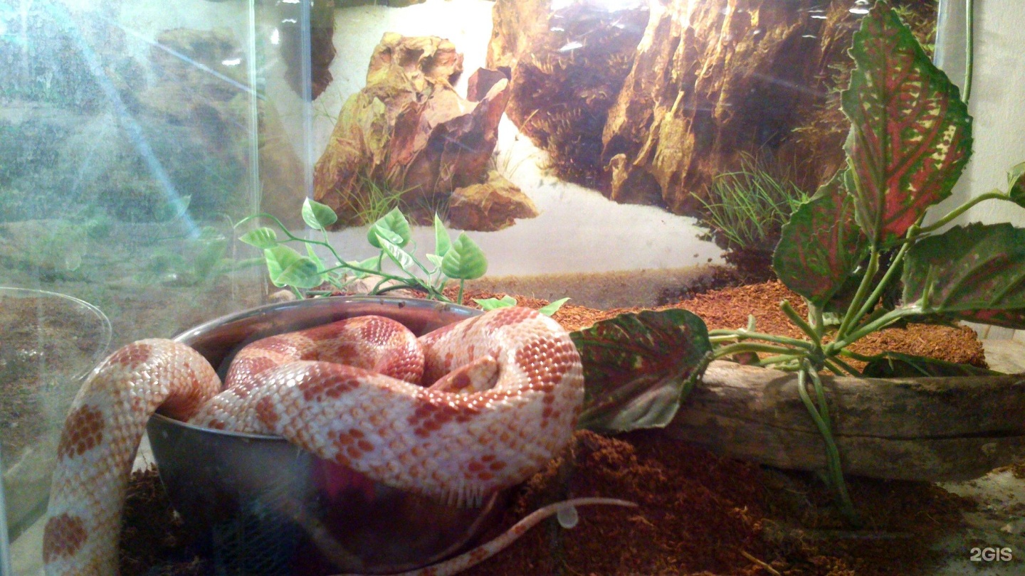 Зов джунглей, зоомагазин, Стара Загора — груминг Самара