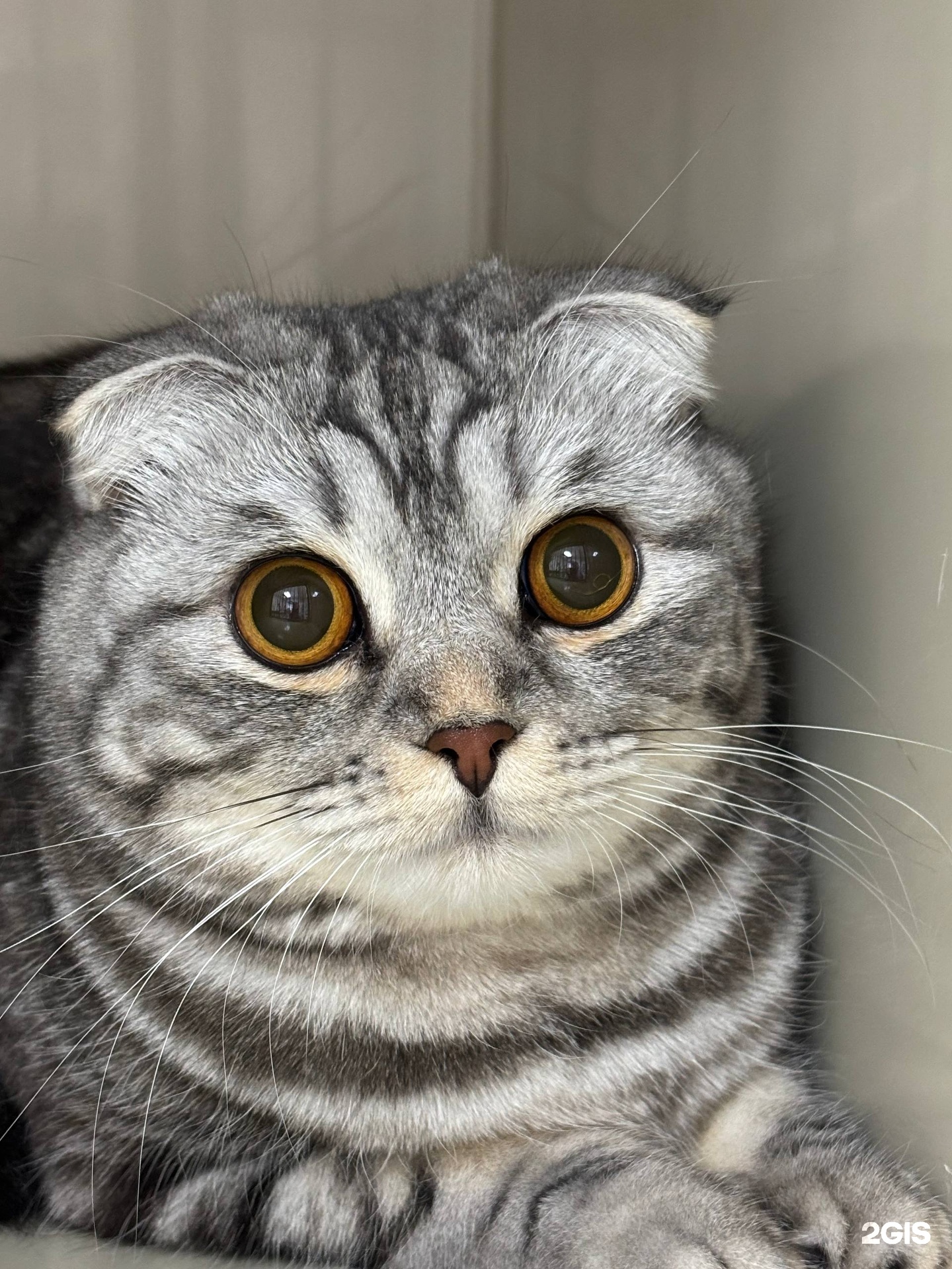 Багира, зоолого-ветеринарная клиника