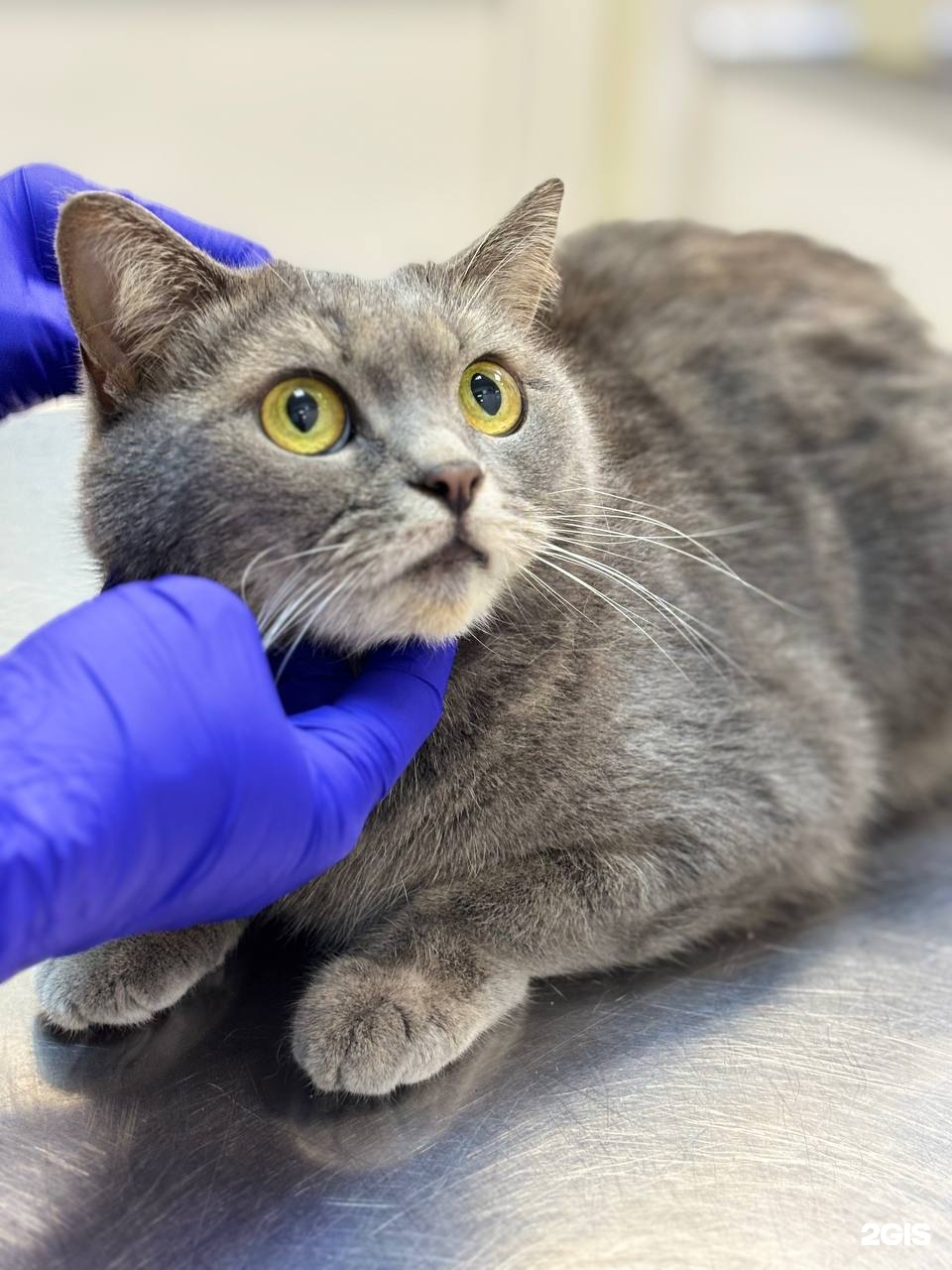 Доктор-Вет, ветеринарные клиники