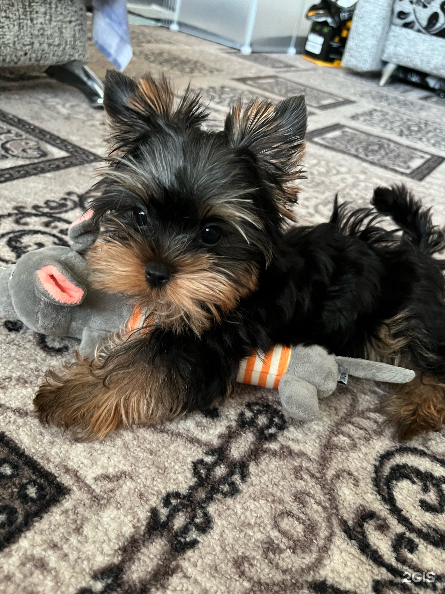 Ветпрактик, ветеринарная клиника