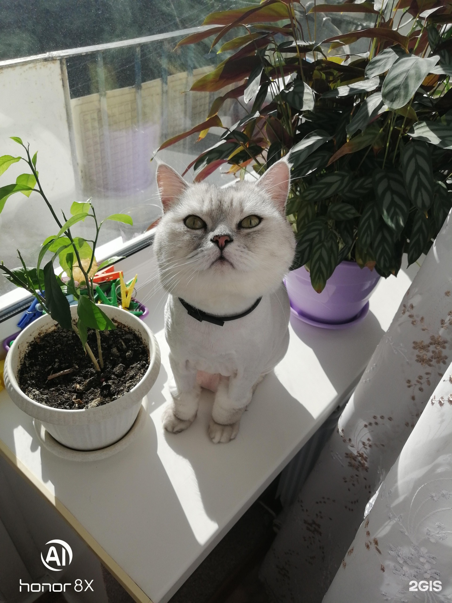 ВитаВет, груминг-салон