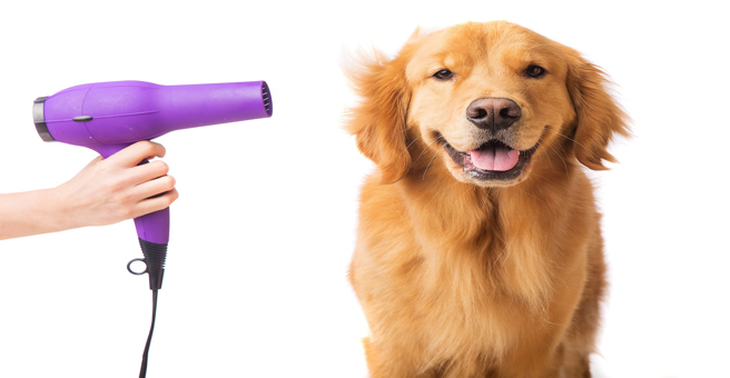 Amigo, груминг-бар, Эльф — груминг Тольятти