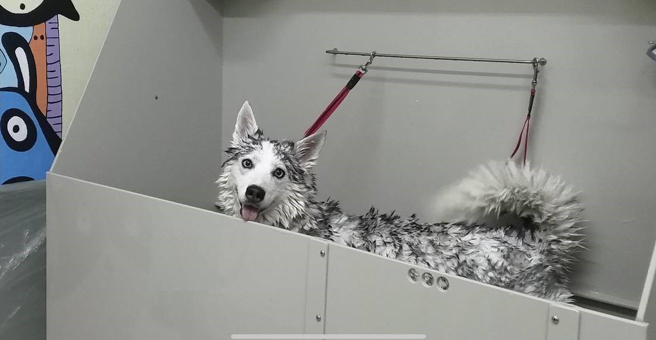 Grooming art, зоосалон — груминг Тольятти