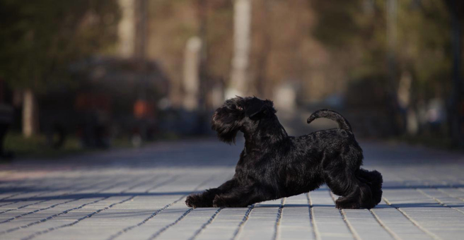 Бестгрум, груминг-салон — груминг Томск