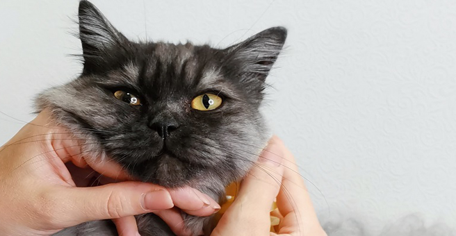 Муси Пуси, груминг-салон — груминг Тюмень