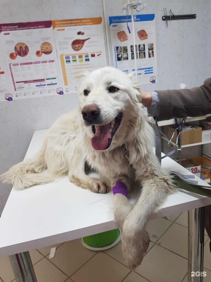 Пушистые лапки, ветеринарный центр — груминг Уфа