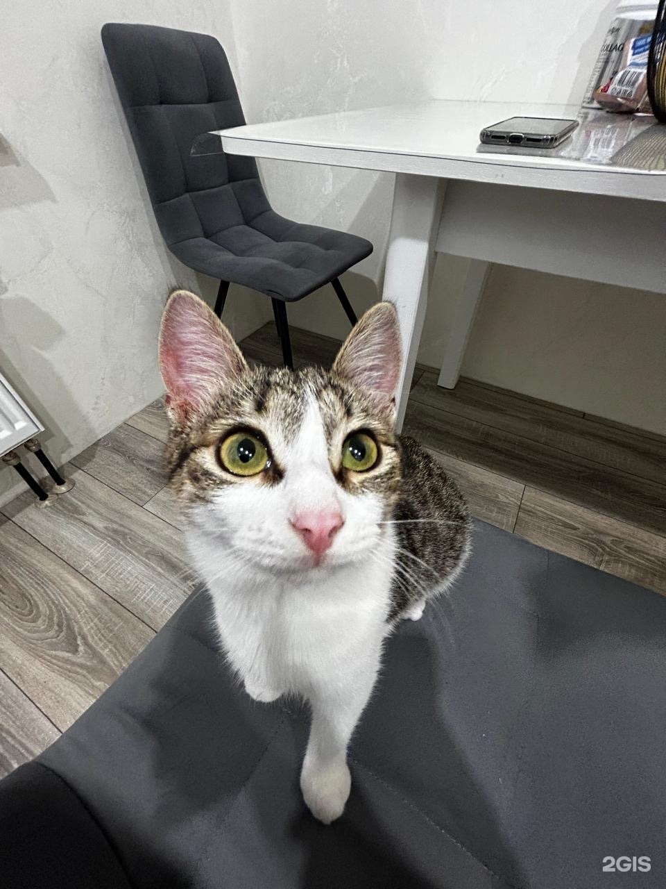 Уфимская городская ветеринарная станция республики Башкортостан, головной офис — груминг Уфа