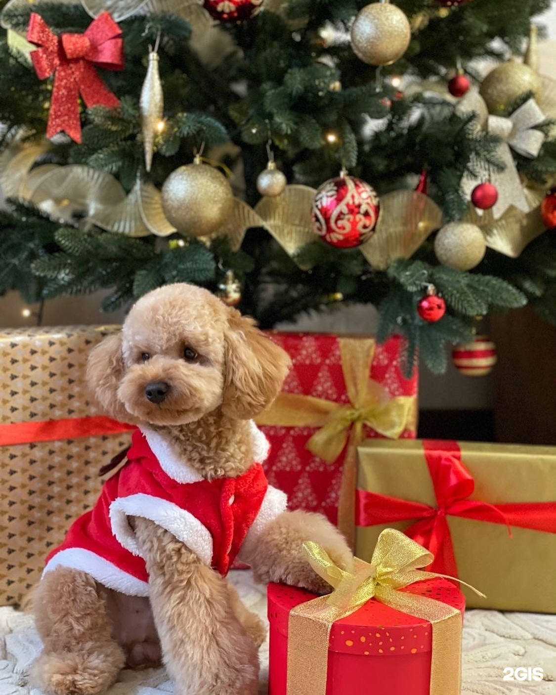 Забота, ветеринарный центр — груминг Уфа