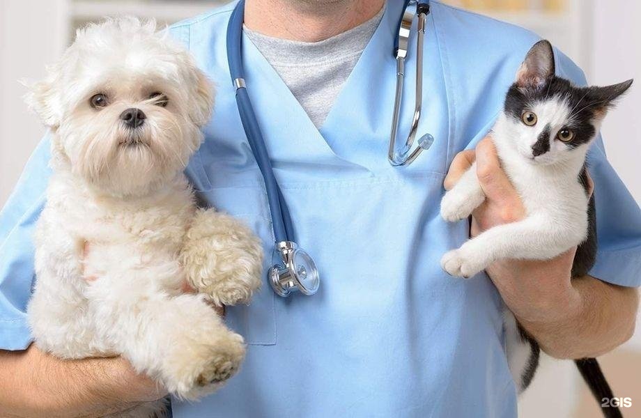 ZorgeVet, ветеринарная клиника — груминг Уфа