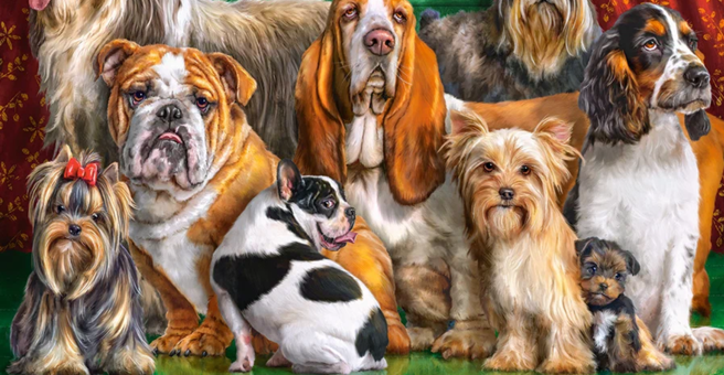 DOGцентр Sirius — груминг Ульяновск