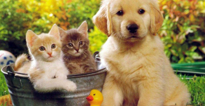 Жизнь, сеть ветеринарных клиник — груминг Ульяновск