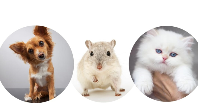 Аристо, отель и груминг-студия для животных — груминг Владивосток