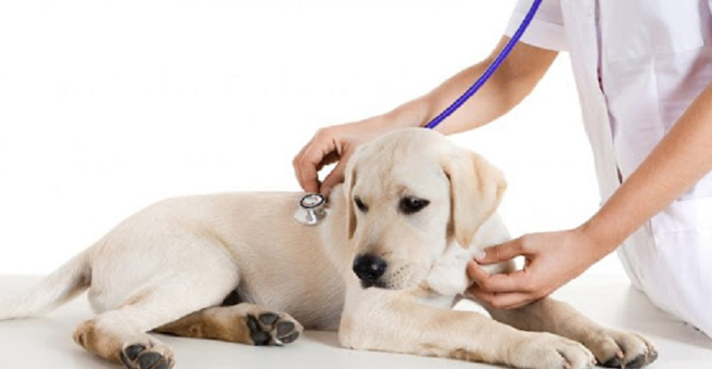 Kayvet, ветеринарная клиника — груминг Владивосток