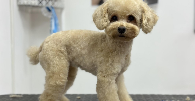 Love is pets, зоосалон — груминг Владивосток