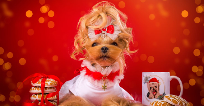 Маэстро Грум, зоосалон — груминг Владивосток