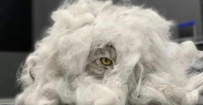 Magic Groom, груминг-салон — груминг Владивосток