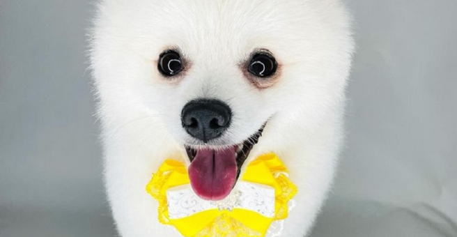 Профи грум, зоосалон — груминг Владивосток