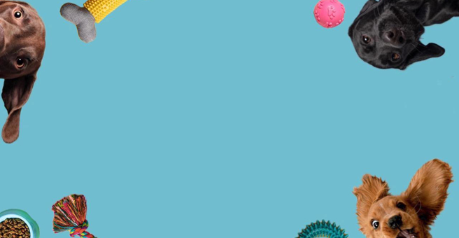 Пушистый Вояж, зооцентр — груминг Владивосток