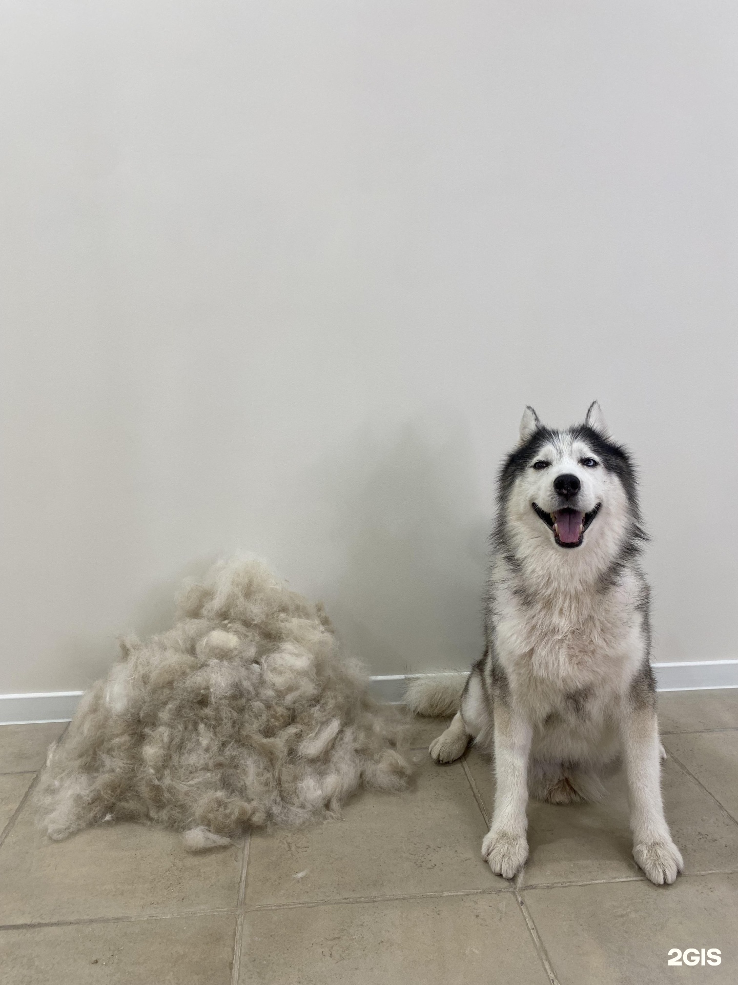 Poodle, СПА-груминг-студия