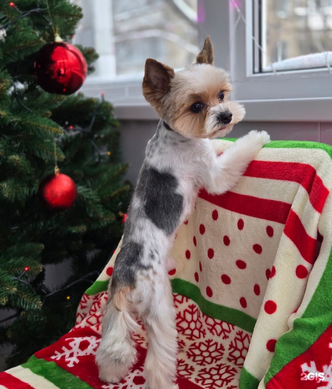 Бонсари, груминг-салон