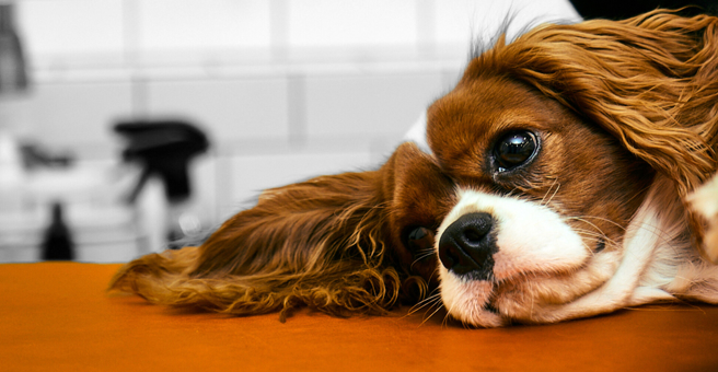 DoggyLand — груминг Воронеж