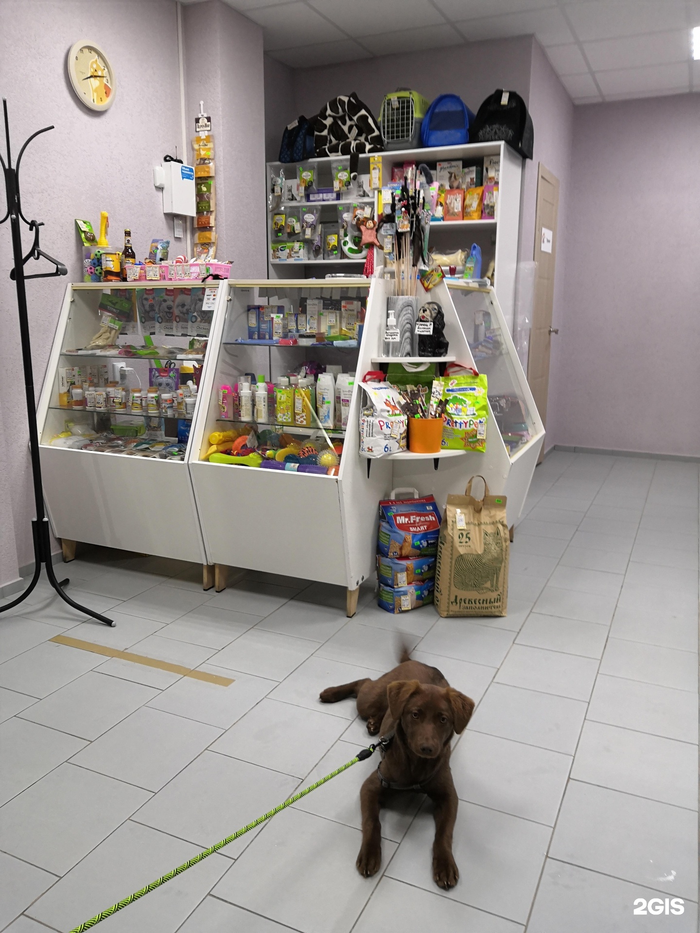 Доктор Кусь