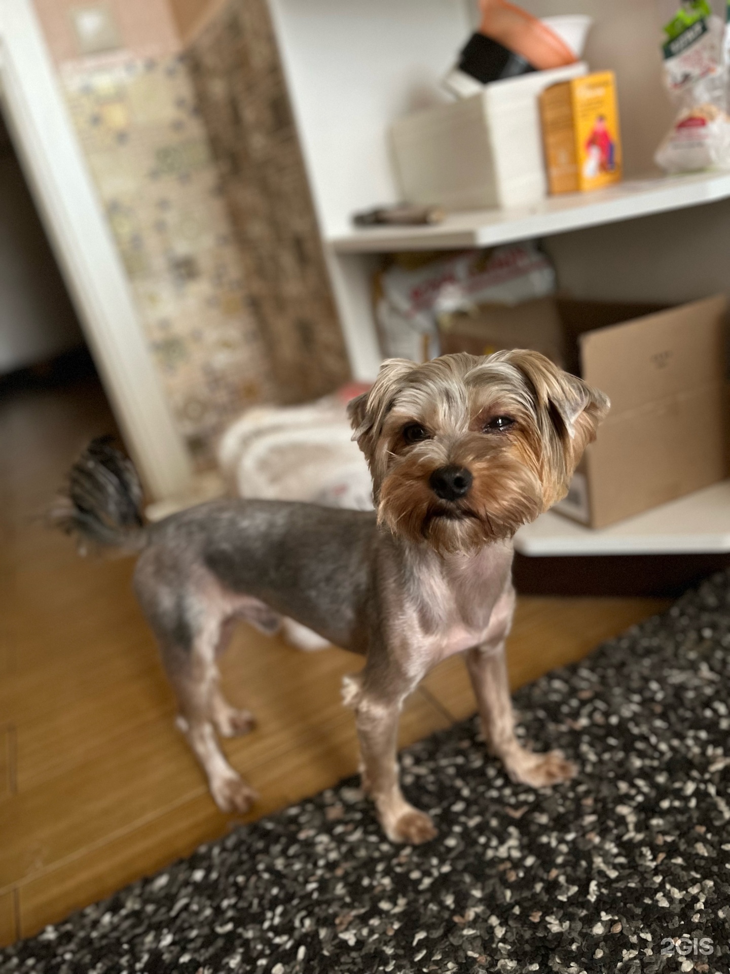 Корги vet, зооветеринарный центр