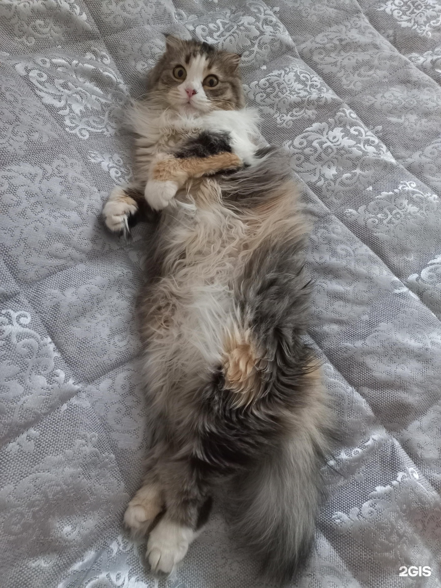 Здоровье Животных, ветеринарная клиника