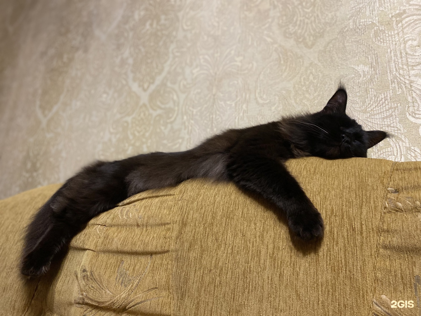 Здоровье Животных, ветеринарная клиника