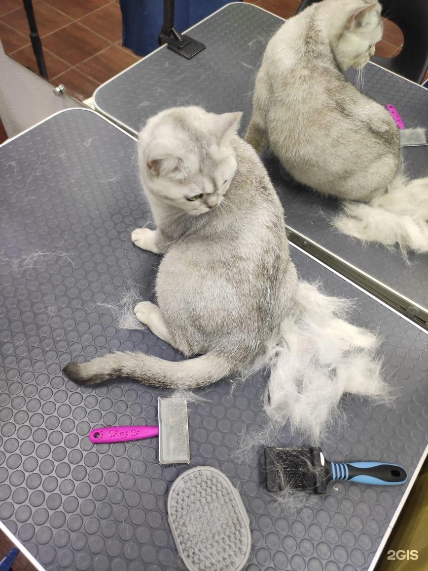 GROOM, салон для животных — груминг Екатеринбург