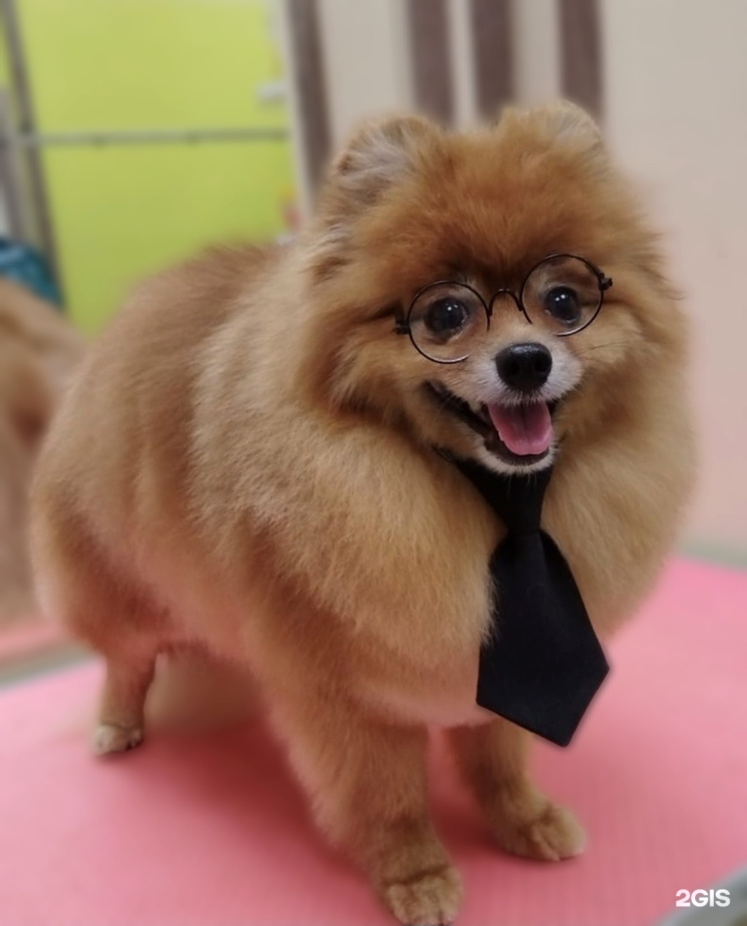 КотоВасия, зоосалон — груминг Екатеринбург