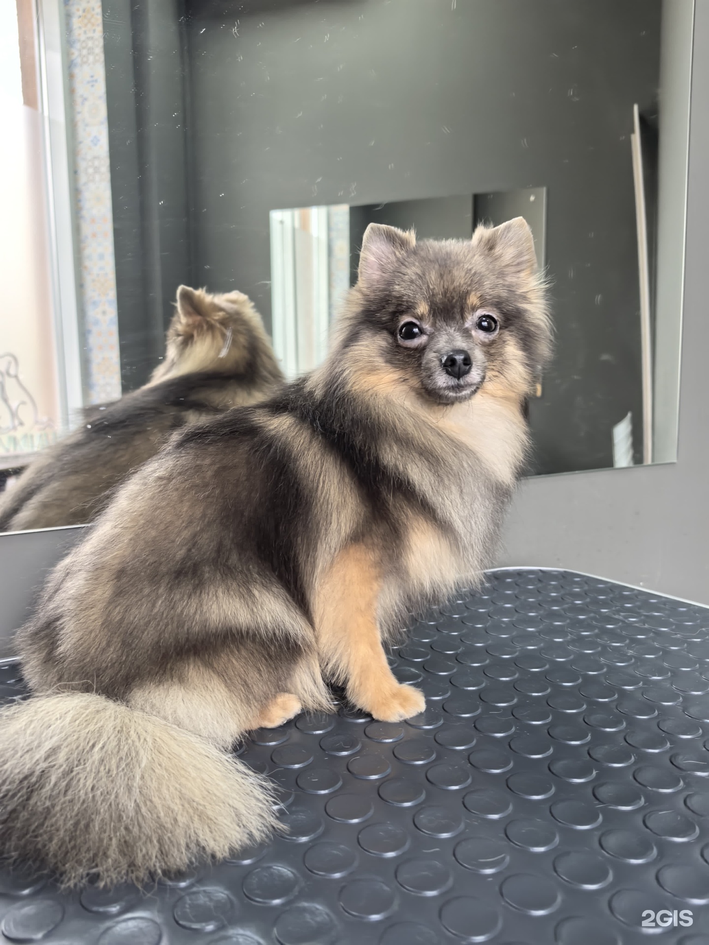 Timkin`s hall, учебный зооцентр профессионального хендлинга и груминга — груминг Екатеринбург