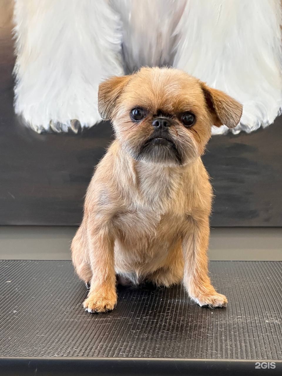 Urbandog, груминг-центр — груминг Екатеринбург