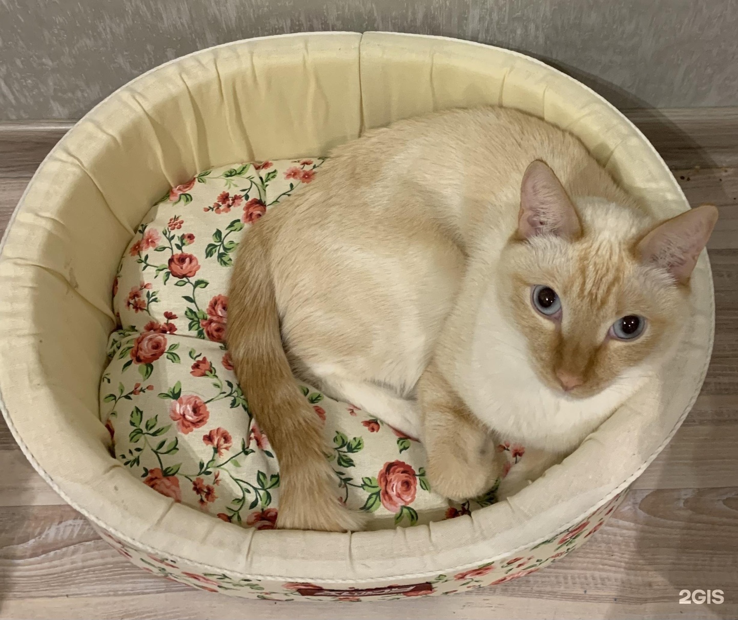 Жужа, зоомаркет — груминг Екатеринбург